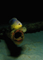   Juvenile Damselfish Tobago Cays.Taken dusk while freediving Olympus 7070 Inon Z240 strobe. Cays. Cays free-diving free diving strobe  